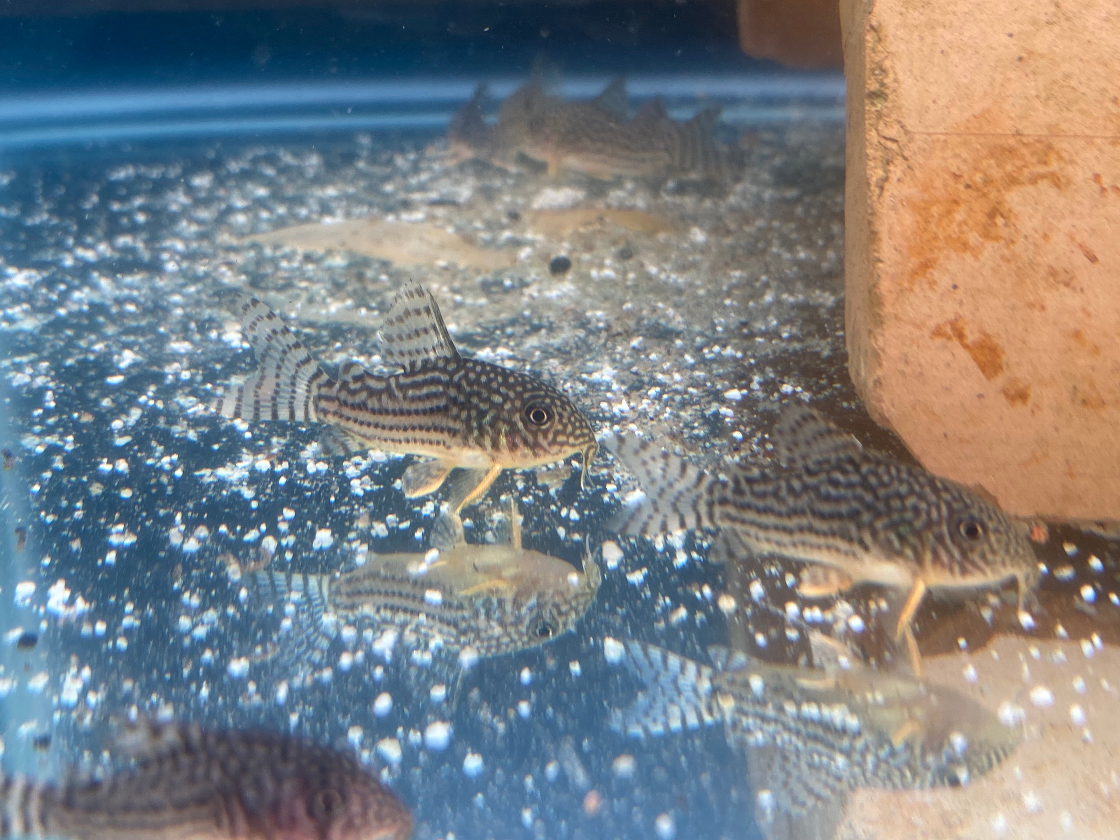STERBAI CORYDORAS
