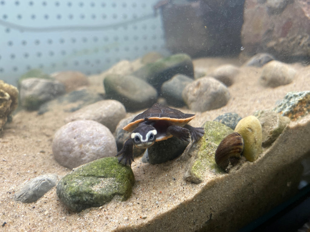 PINK BELLY SIDE-NECK TURTLE