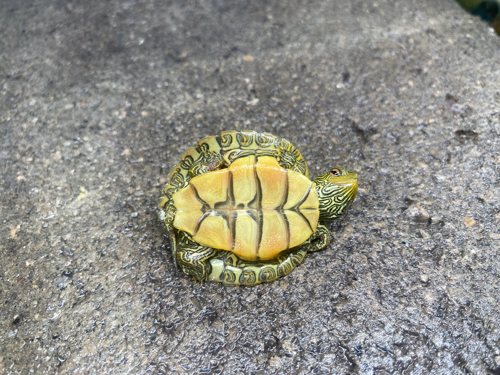 NORTHERN MAP TURTLE