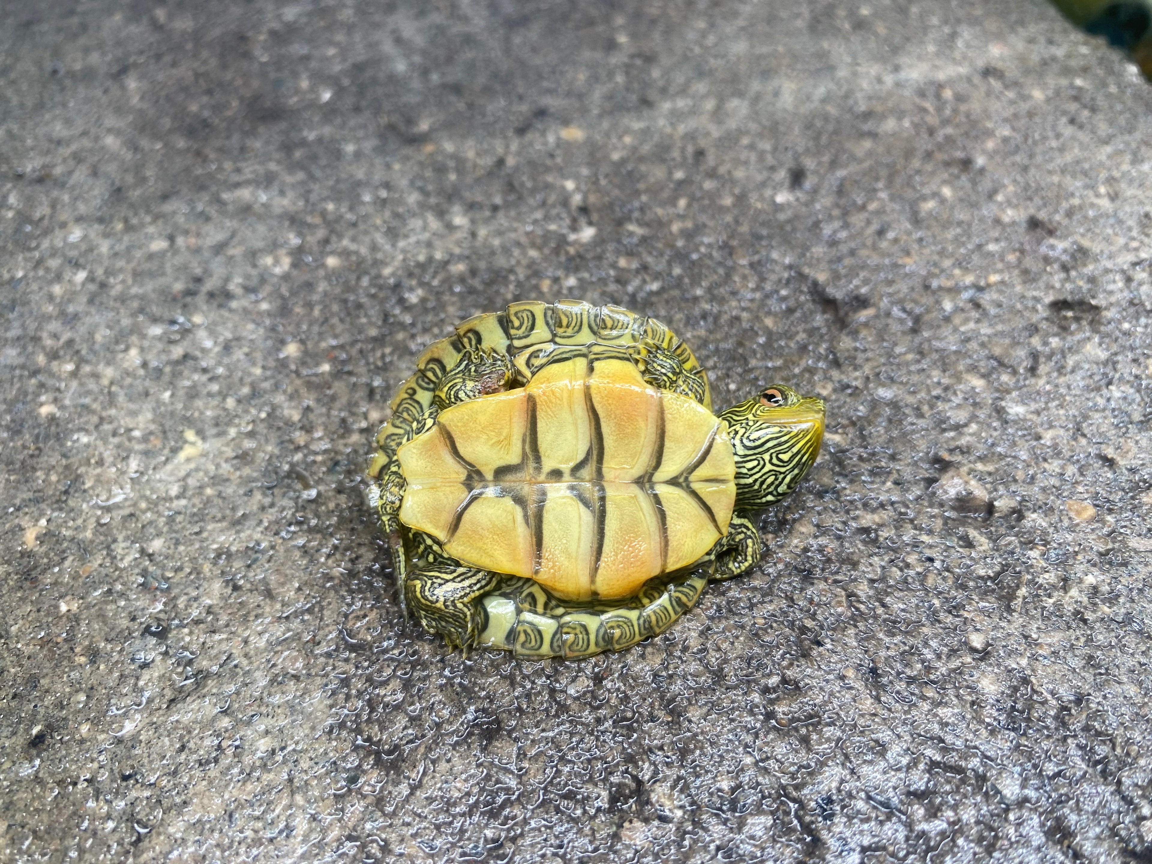 NORTHERN MAP TURTLE