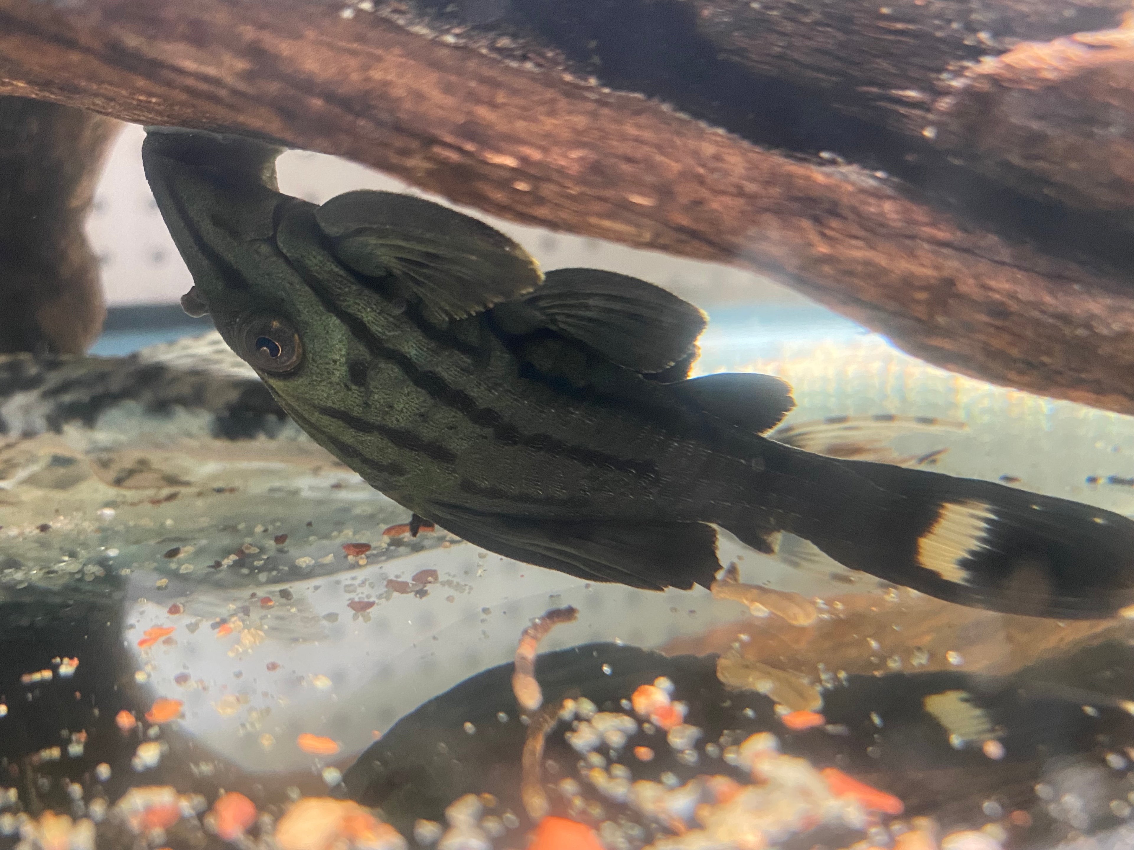 L-191 BROKEN LINE ROYAL PLECO