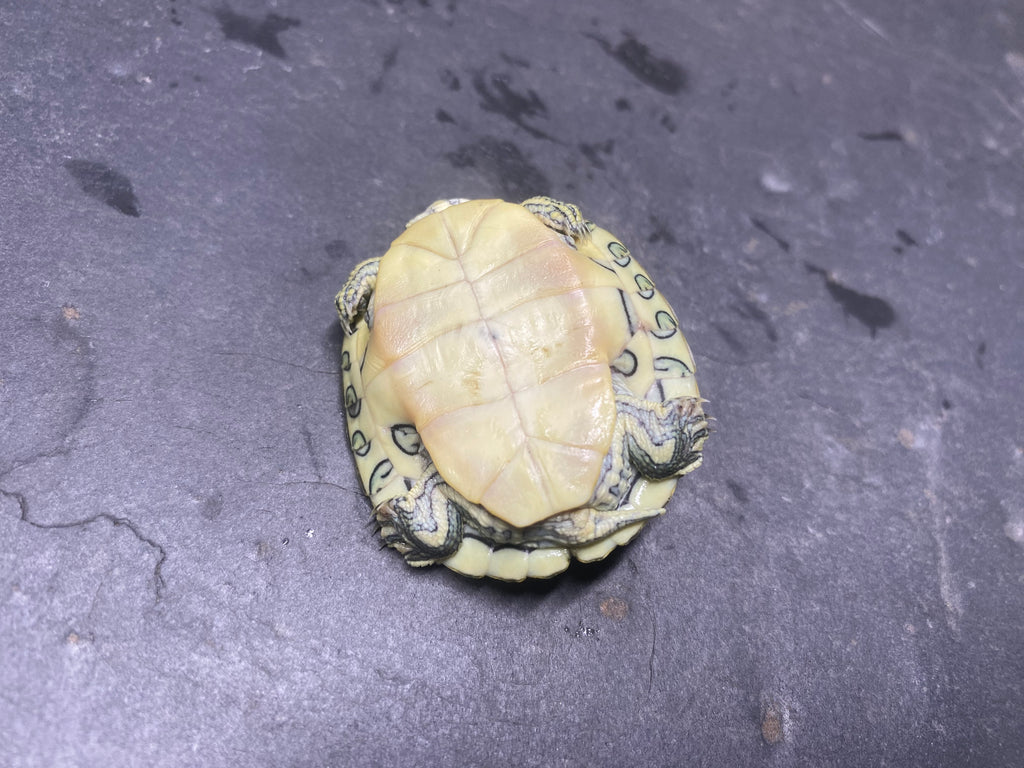 Picasso Red-Eared Slider