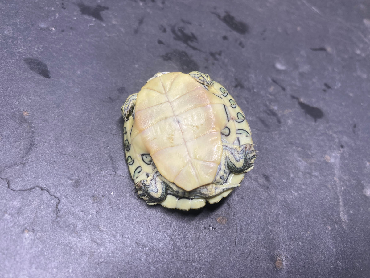 Picasso Red-Eared Slider