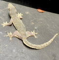 HOUSE GECKO