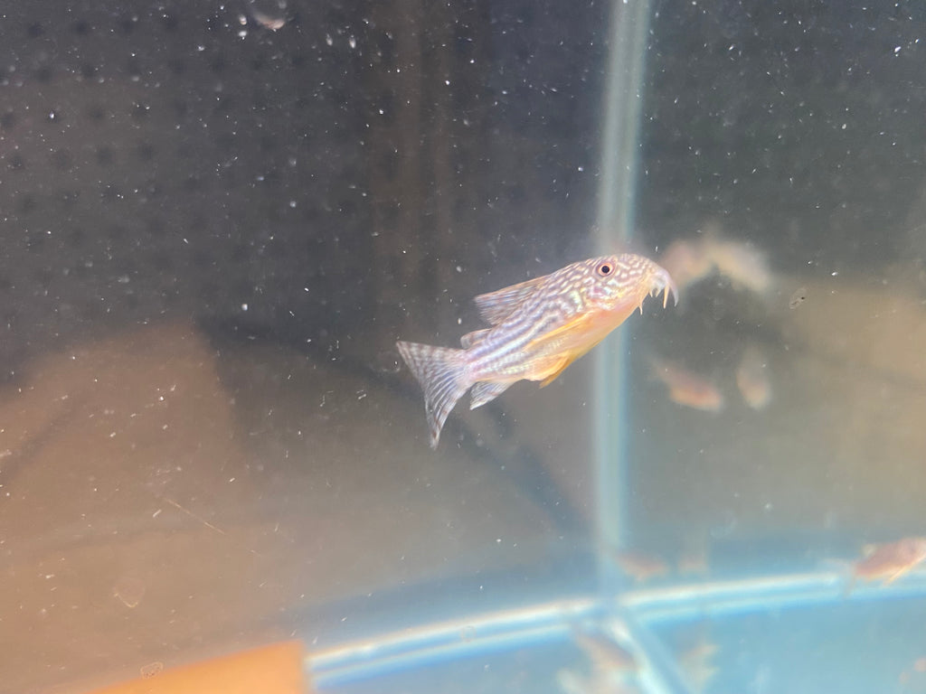 STERBAI CORYDORAS