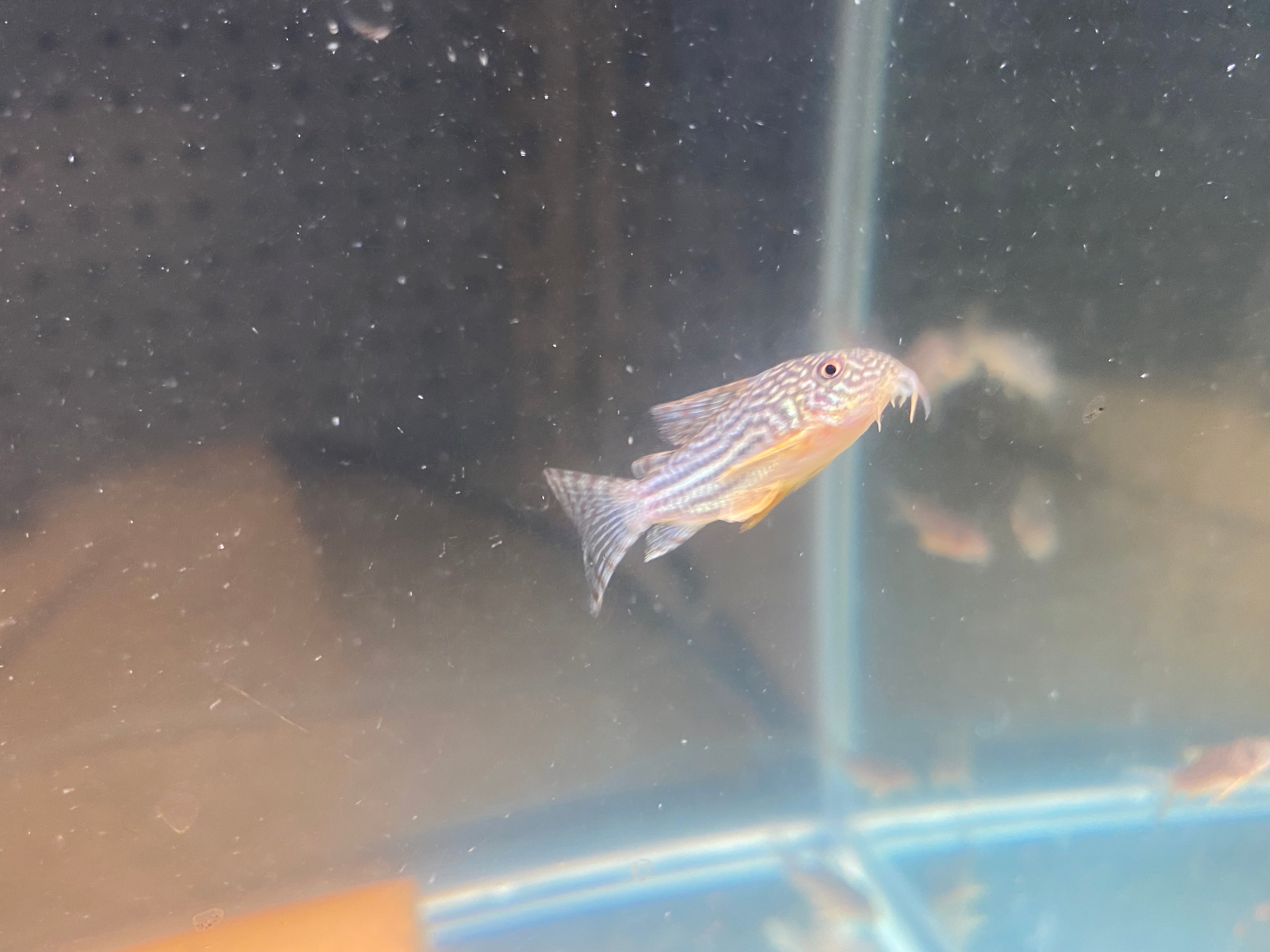 STERBAI CORYDORAS