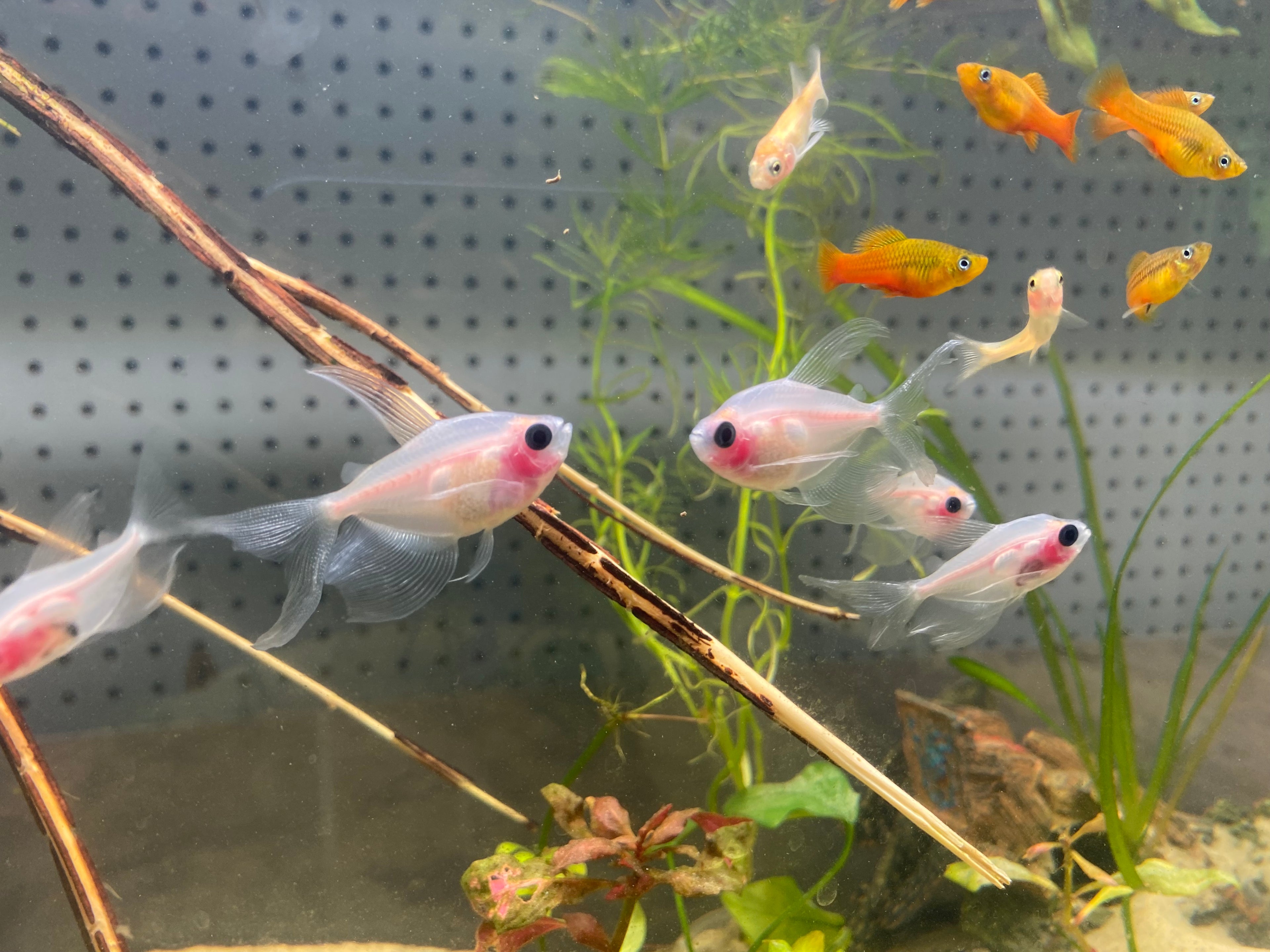 X-RAY TETRA