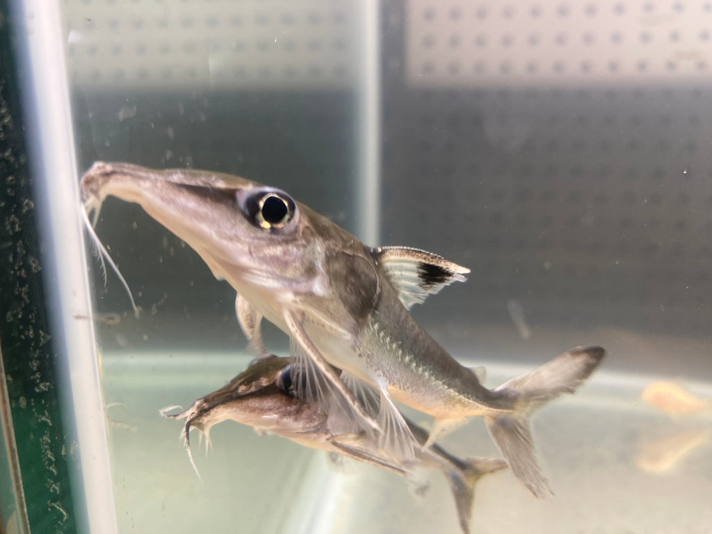 BLACK-TOP MOUSE CATFISH