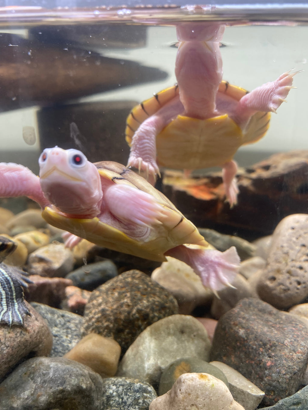 CARAMEL PINK ALBINO RED-EARED SLIDER TURTLE