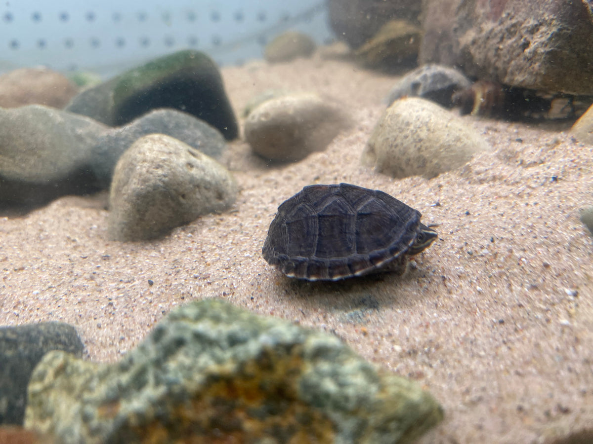 STINKPOT MUSK TURTLE