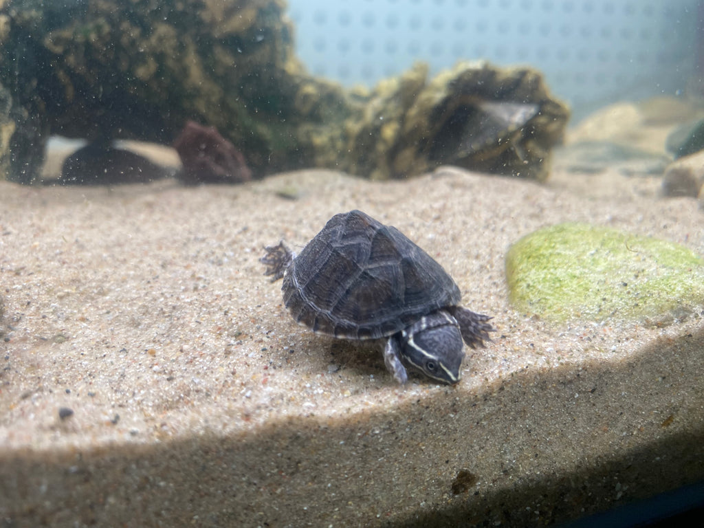 STINKPOT MUSK TURTLE