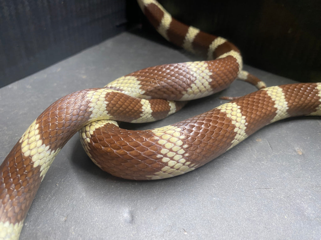 CALIFORNIA KING SNAKE