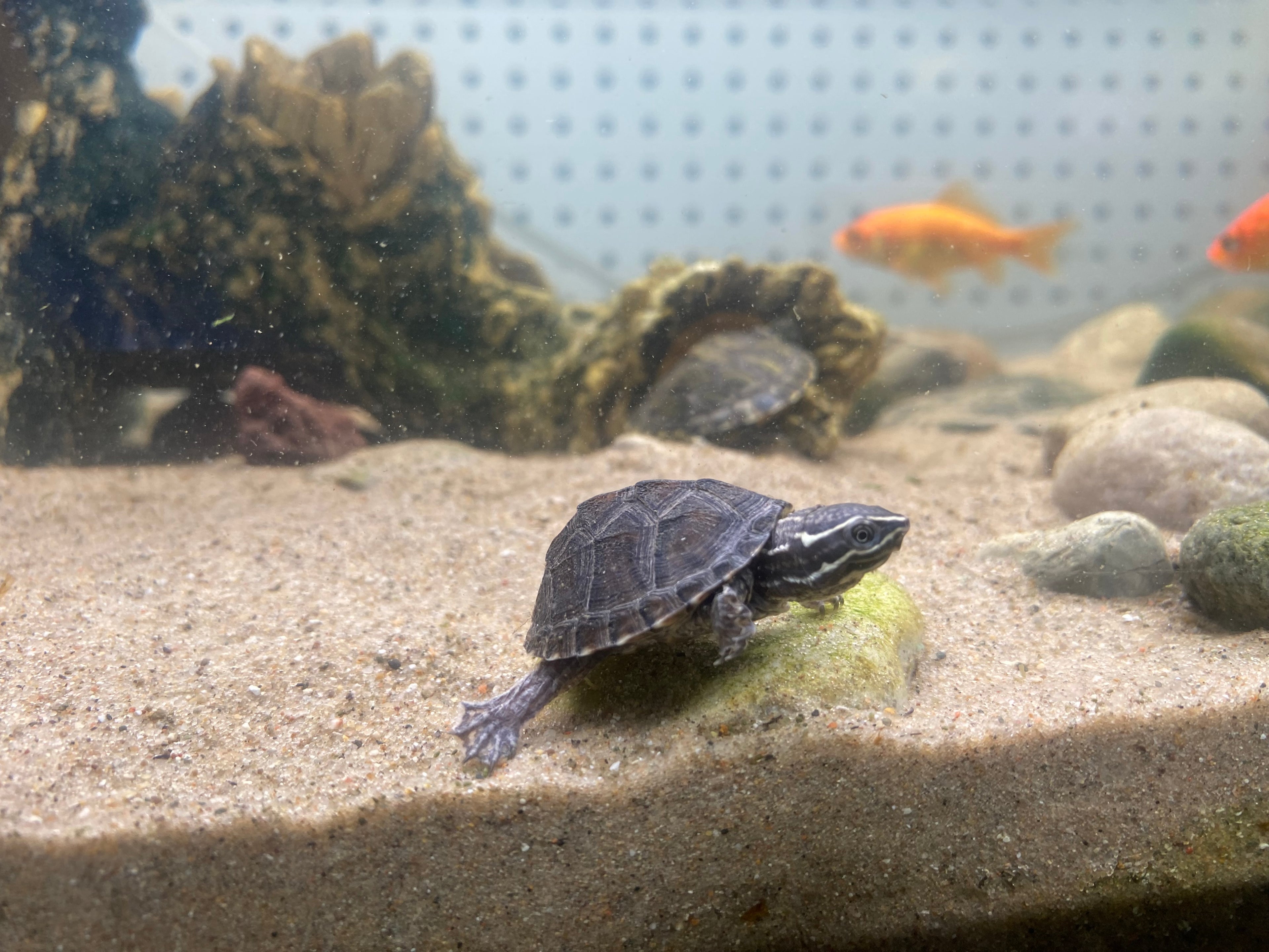STINKPOT MUSK TURTLE