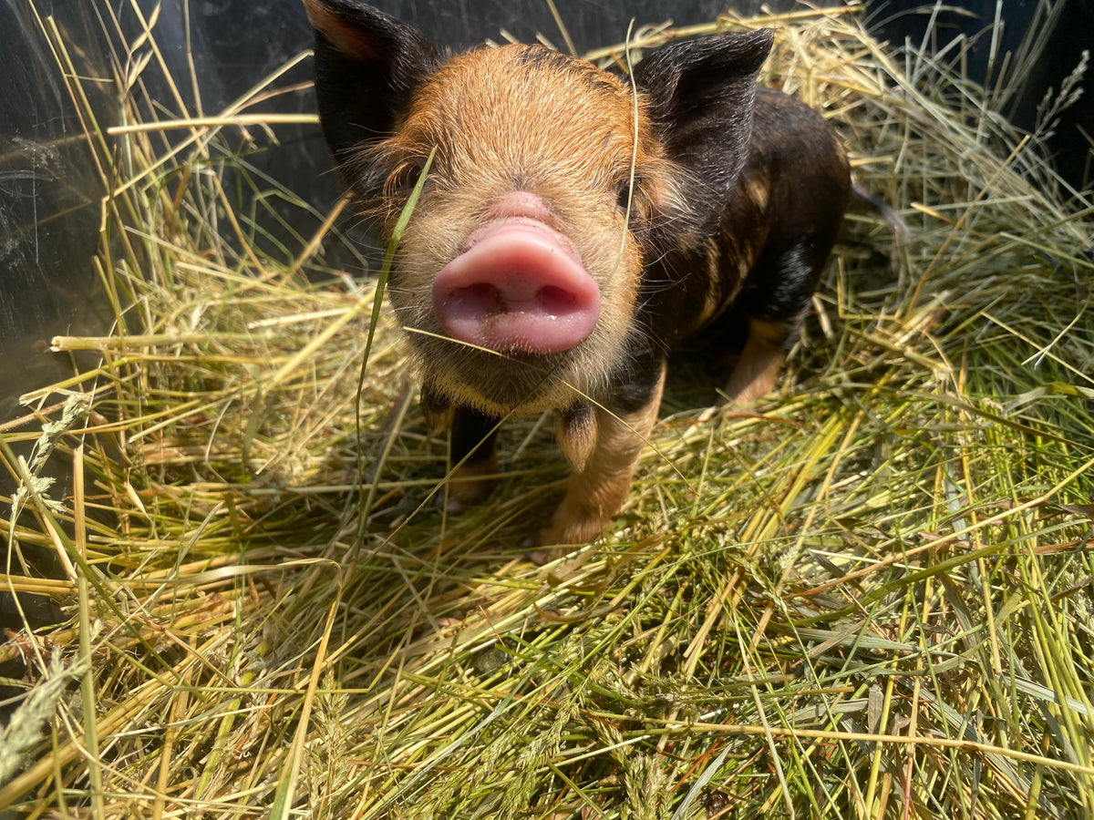 MINI PIGS