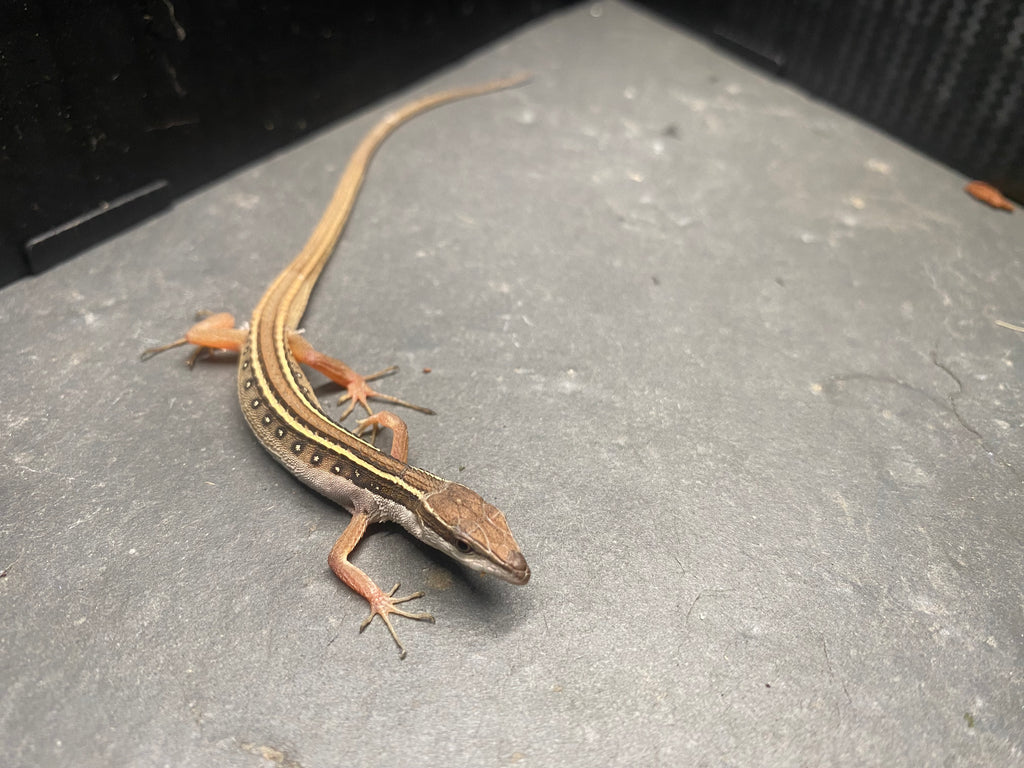GRASS LIZARD