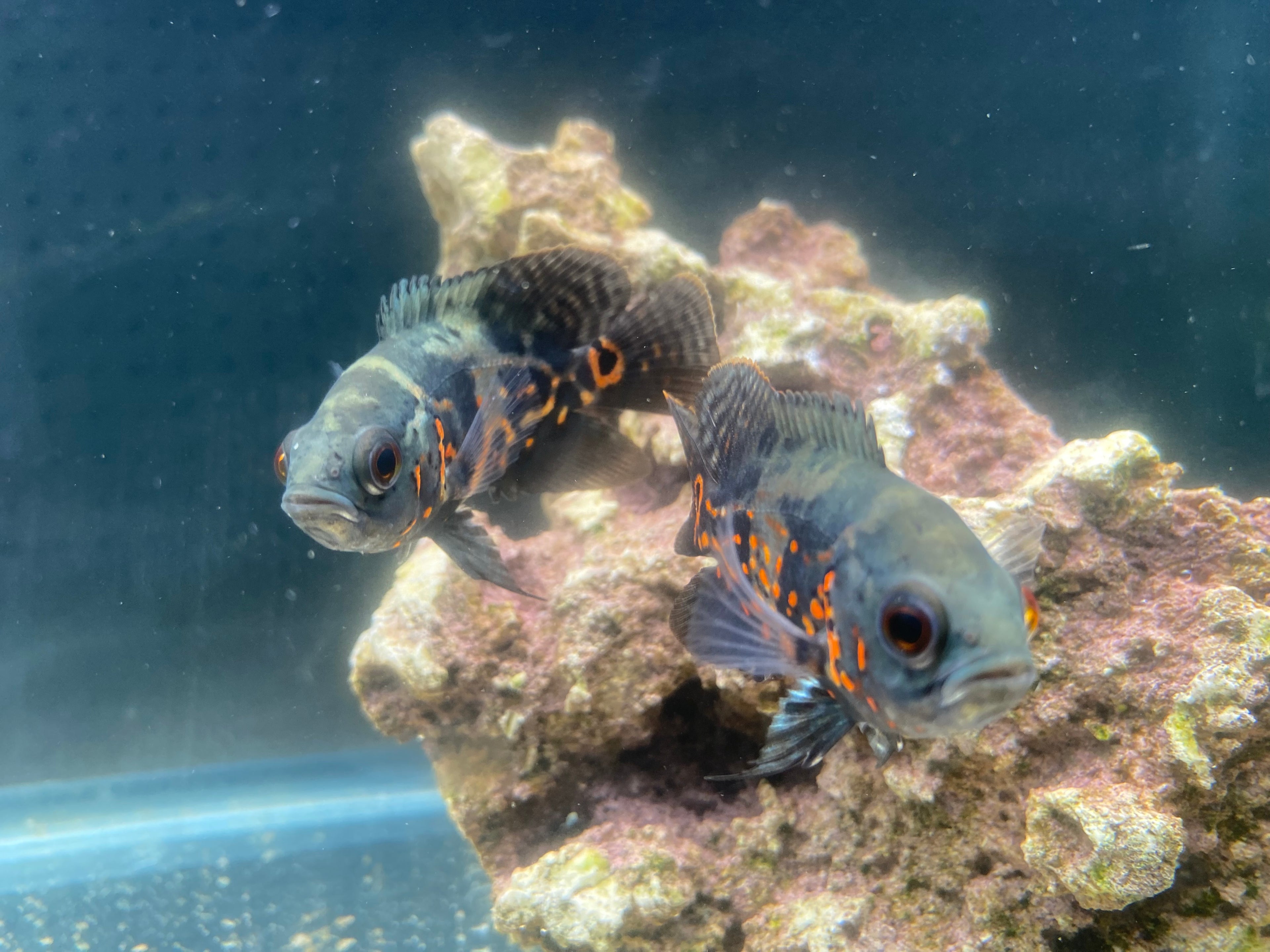 RED TIGER OSCAR