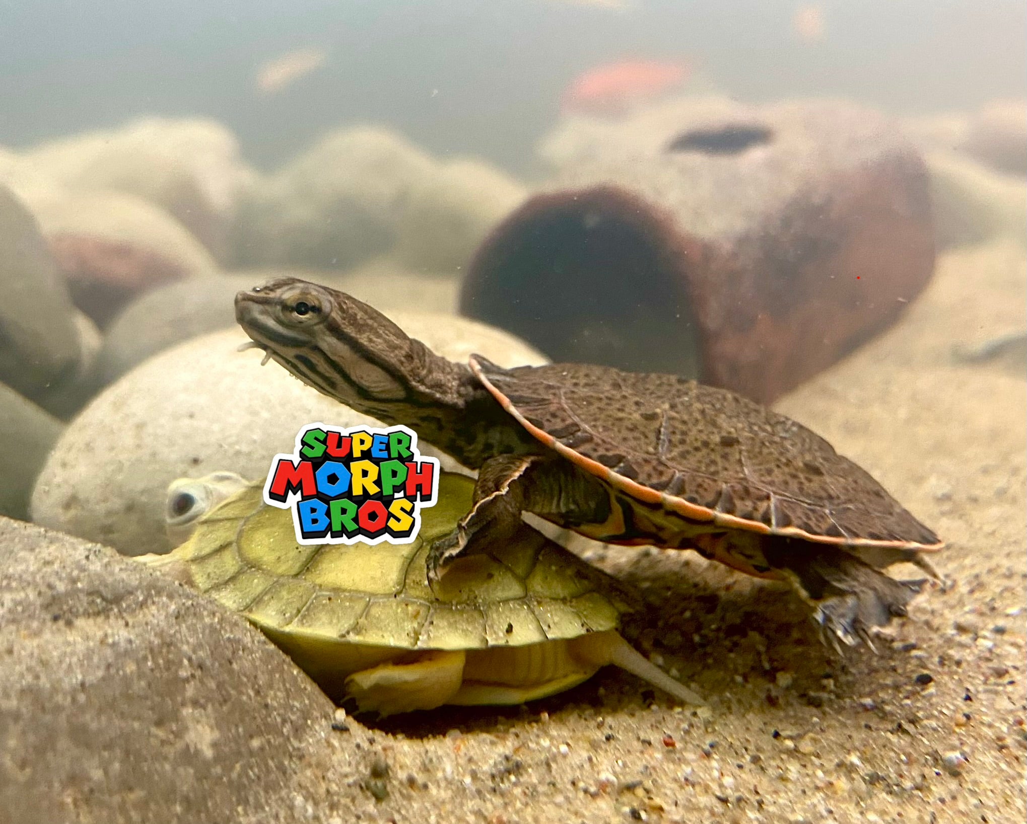 GEOFFROY'S SIDE-NECKED TURTLE