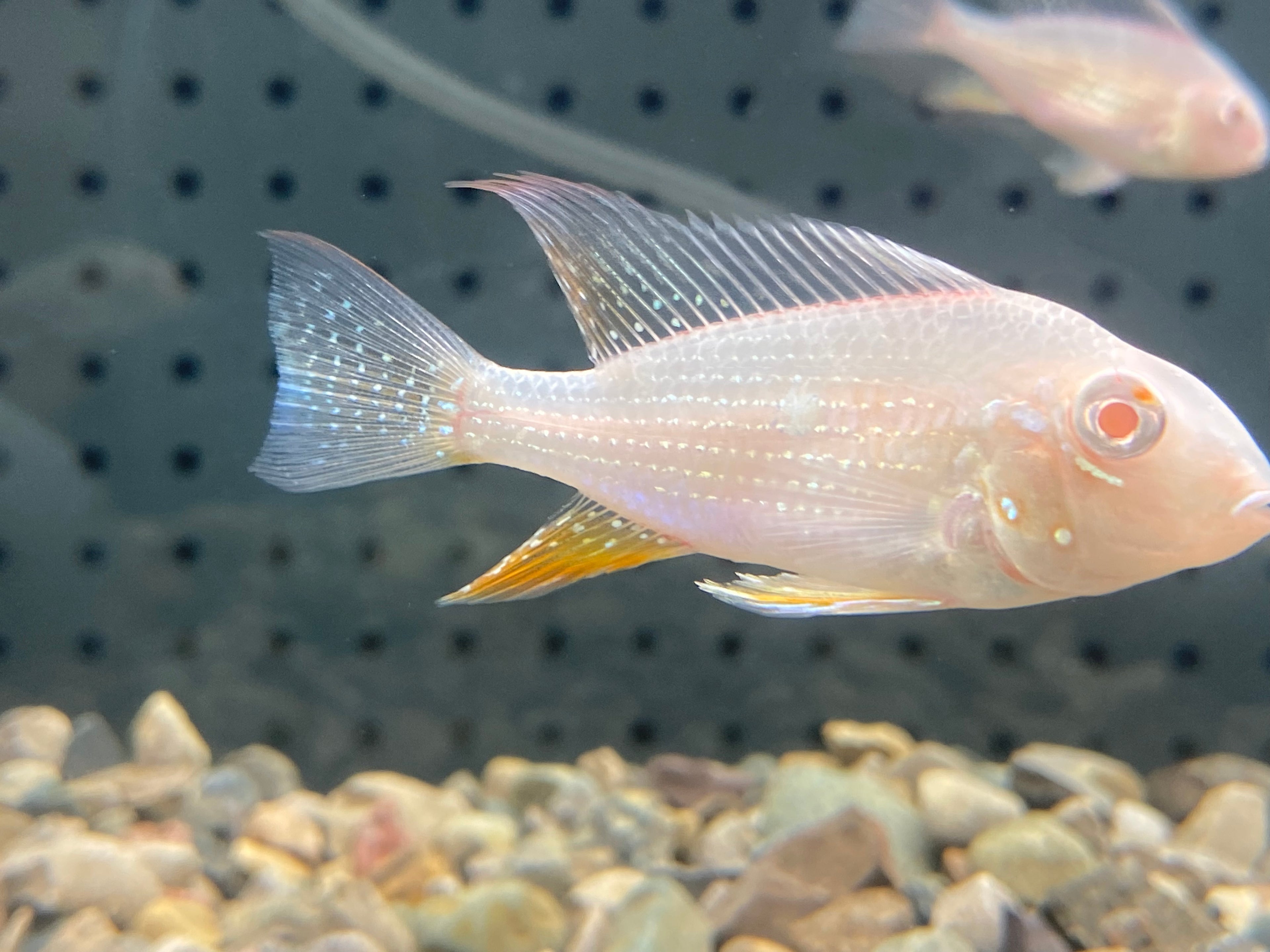 ALBINO GEOPHAGUS HECKELII CICHLID