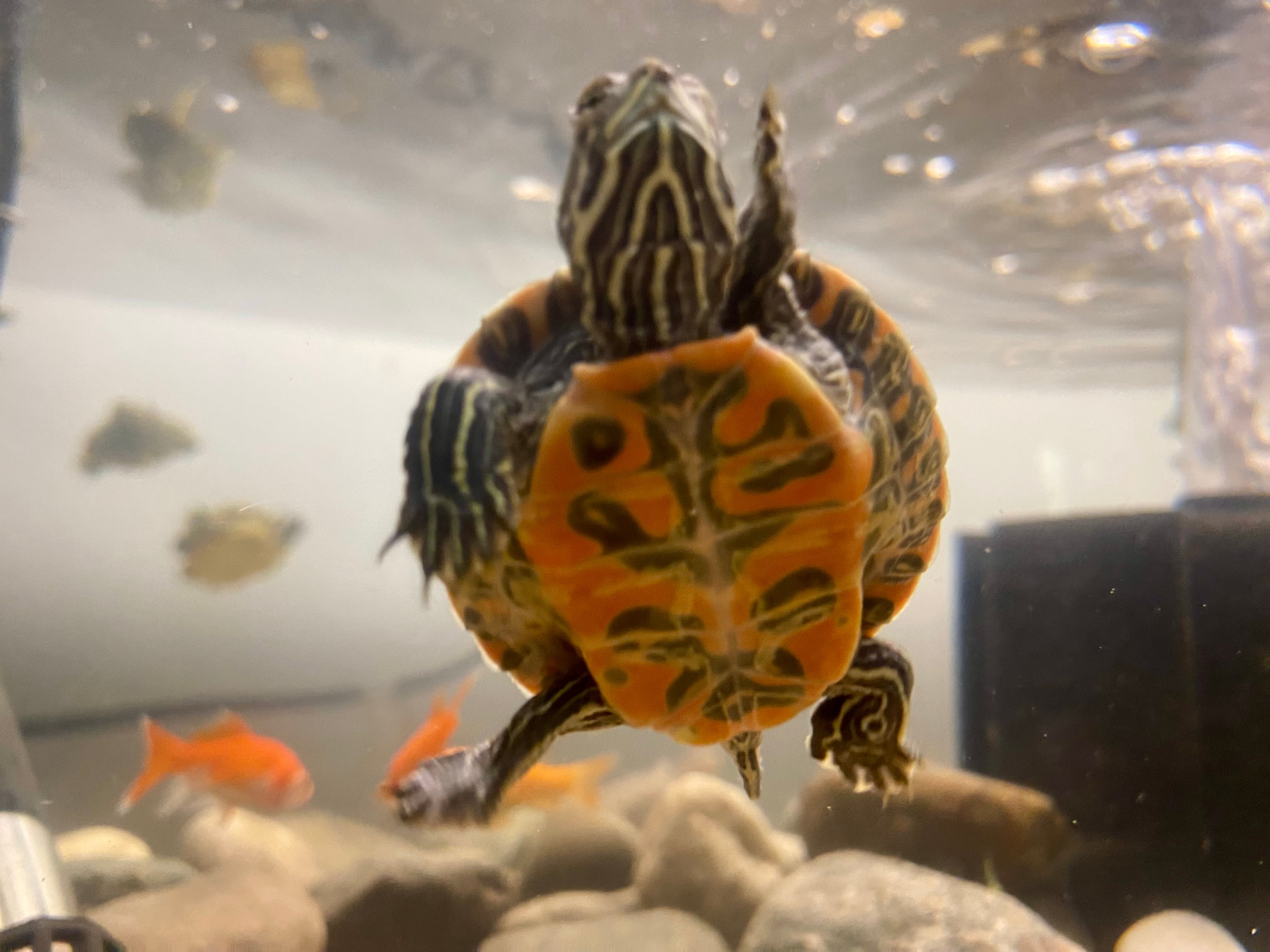 NORTHERN RED-BELLIED COOTER
