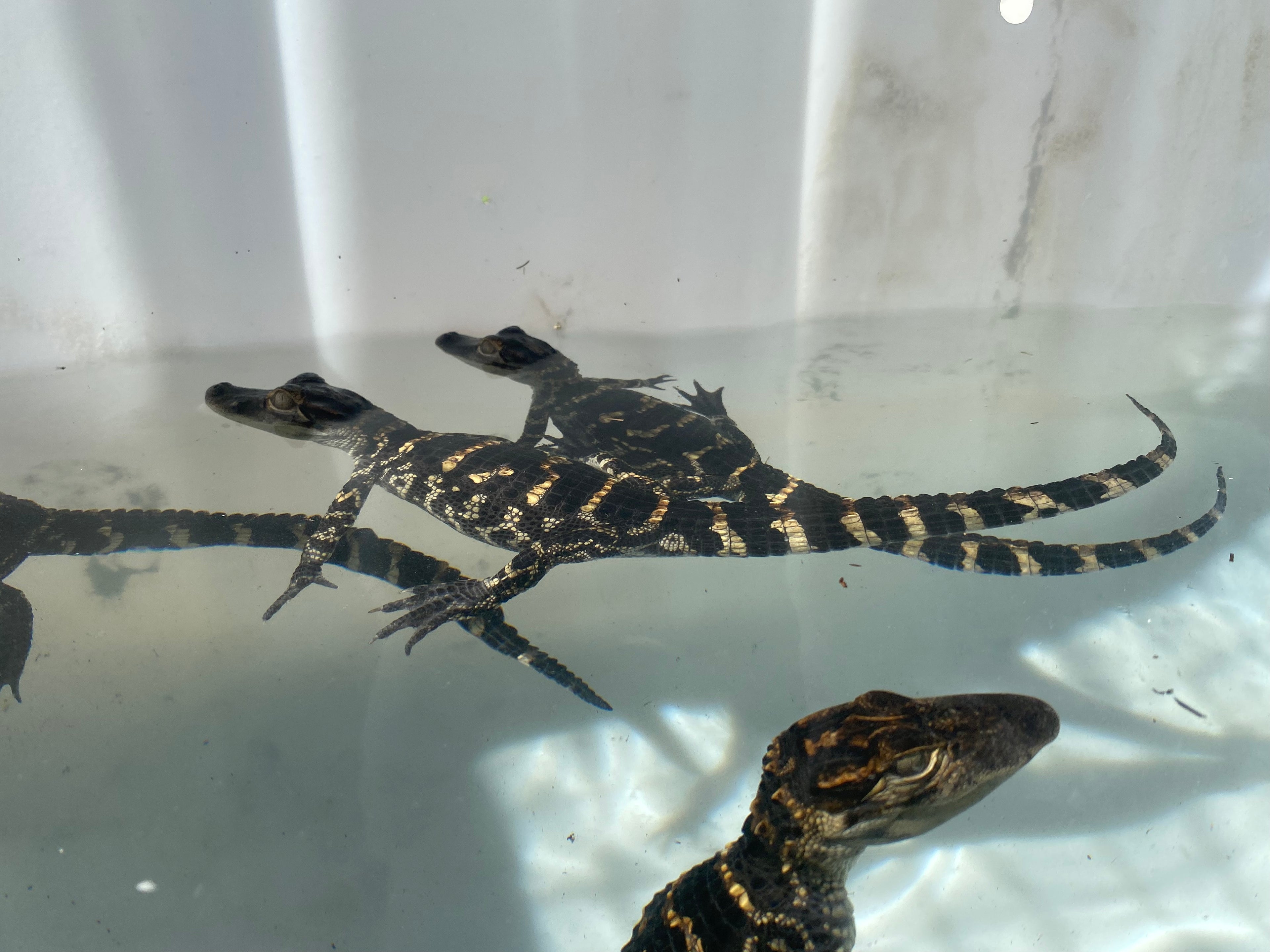 AMERICAN ALLIGATOR
