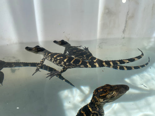AMERICAN ALLIGATOR