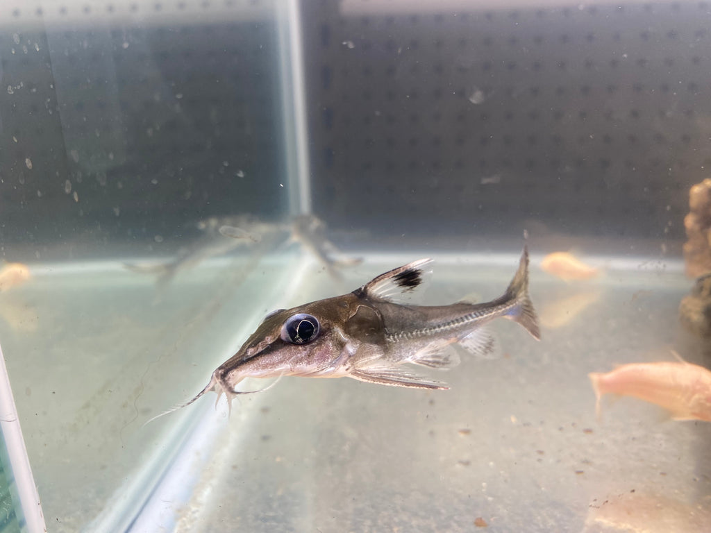 BLACK-TOP MOUSE CATFISH