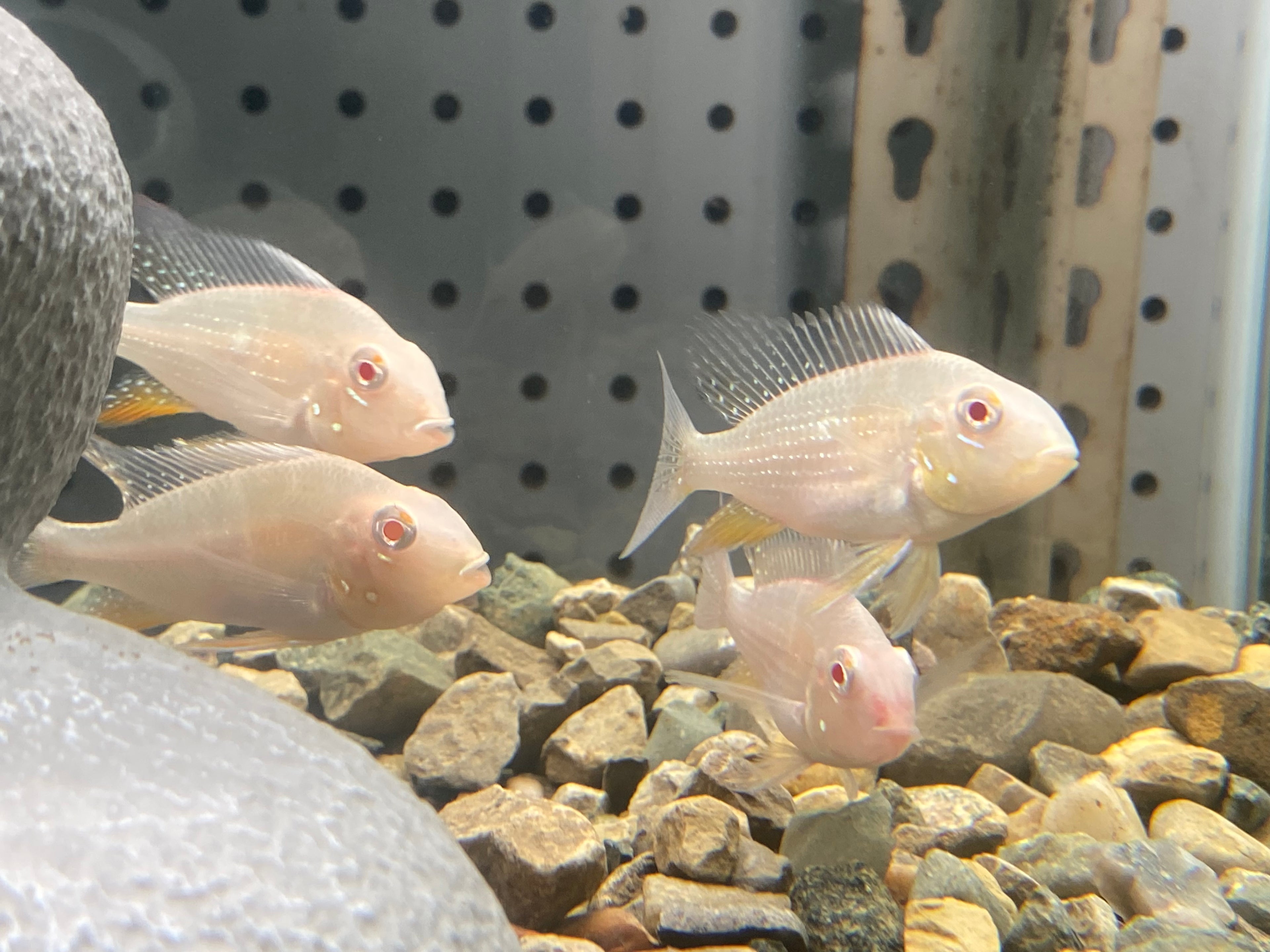 ALBINO GEOPHAGUS HECKELII CICHLID
