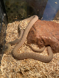 AFRICAN EGG-EATING SNAKE (PAIR)