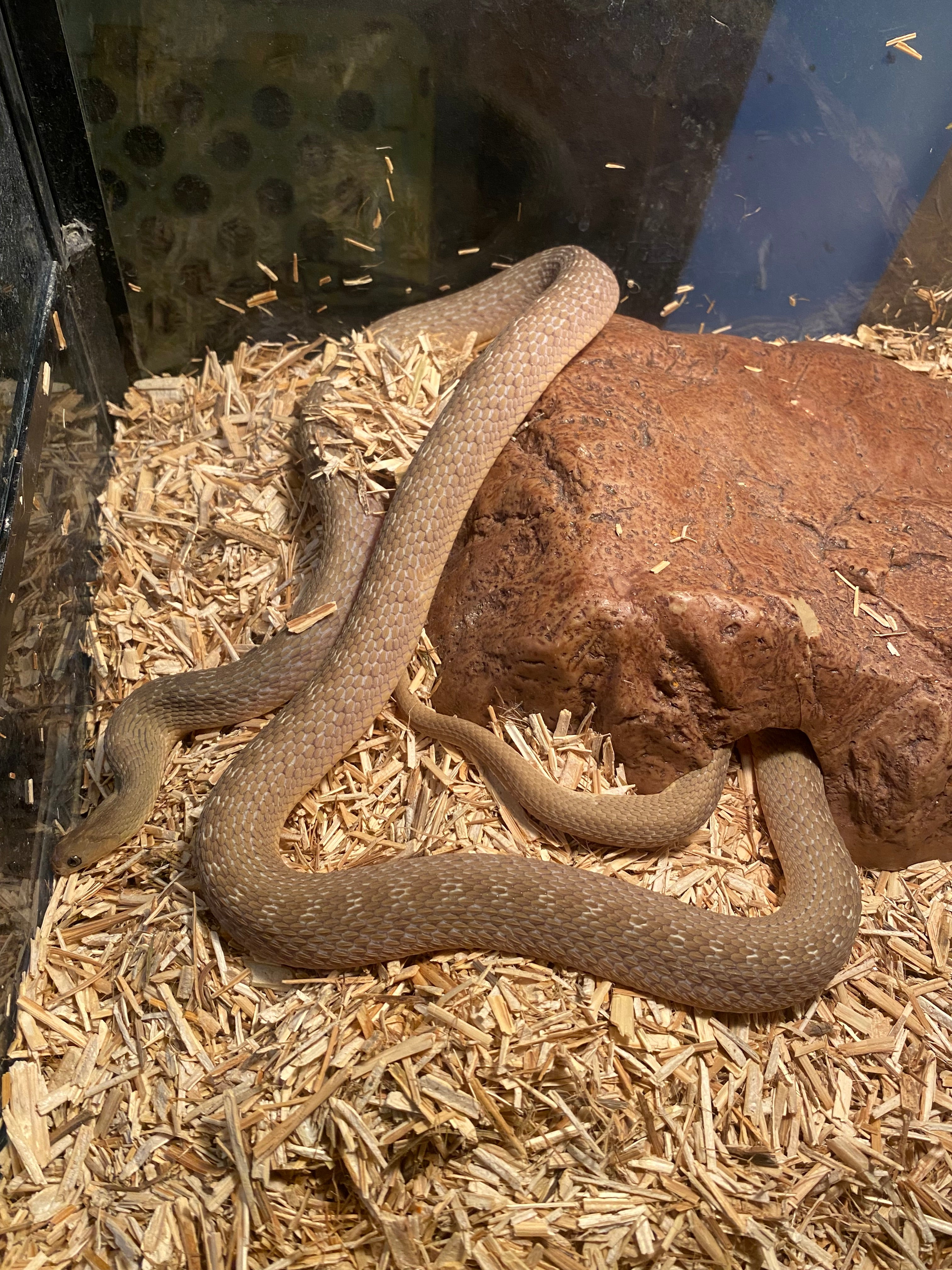 AFRICAN EGG-EATING SNAKE (PAIR)
