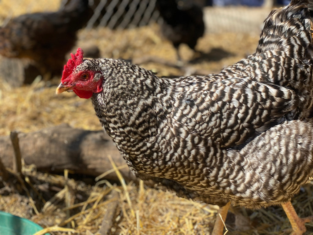 CHICKEN PULLETS