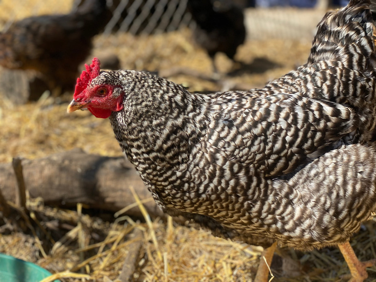 CHICKEN PULLETS