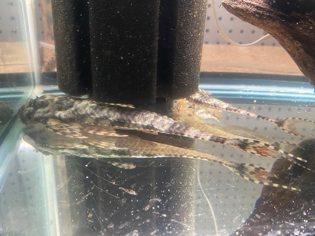 LDA-115 WHIPTAIL CATFISH