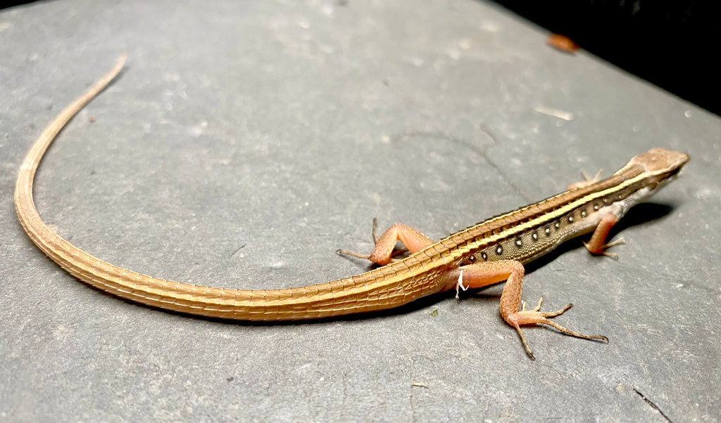 GRASS LIZARD