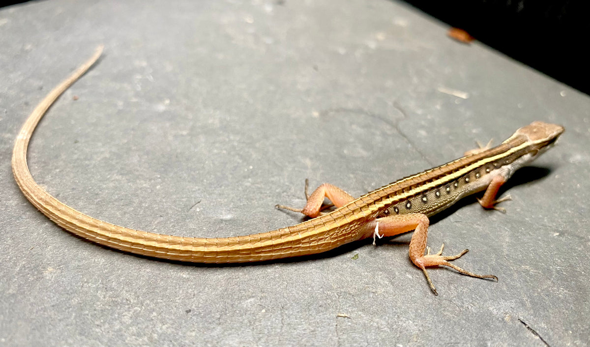 GRASS LIZARD