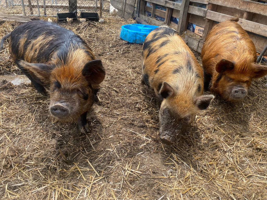 MINI PIGS (Coming Soon)
