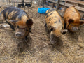 MINI PIGS (Coming Soon)