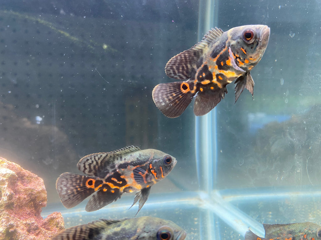 RED TIGER OSCAR