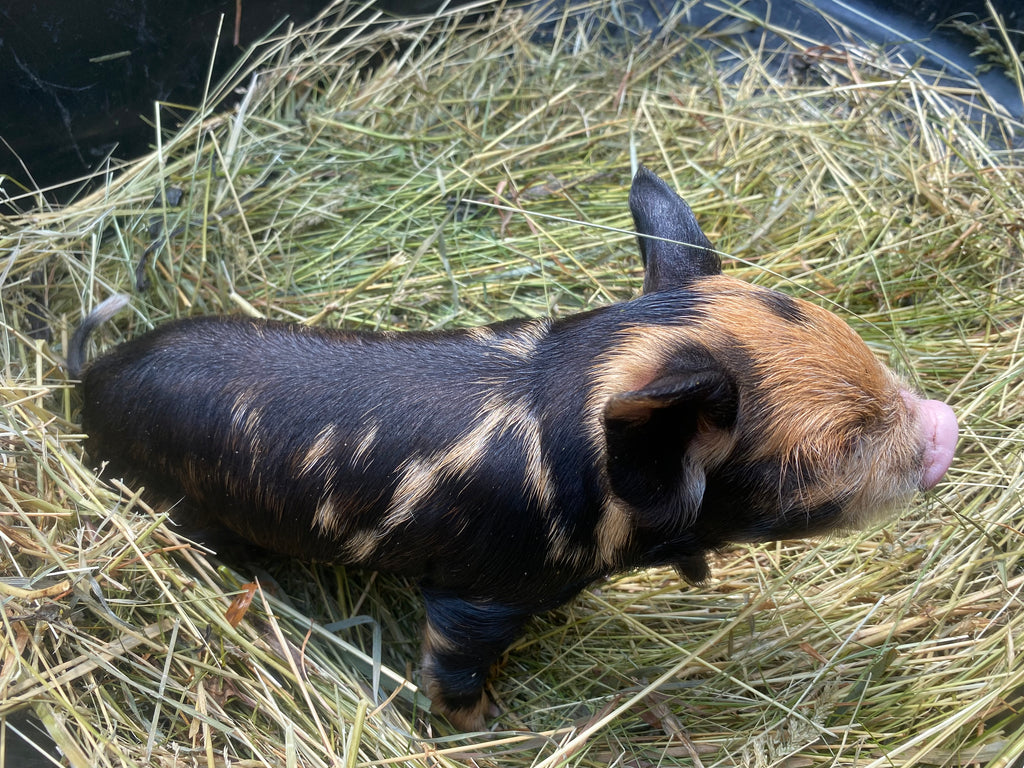 MINI PIGS