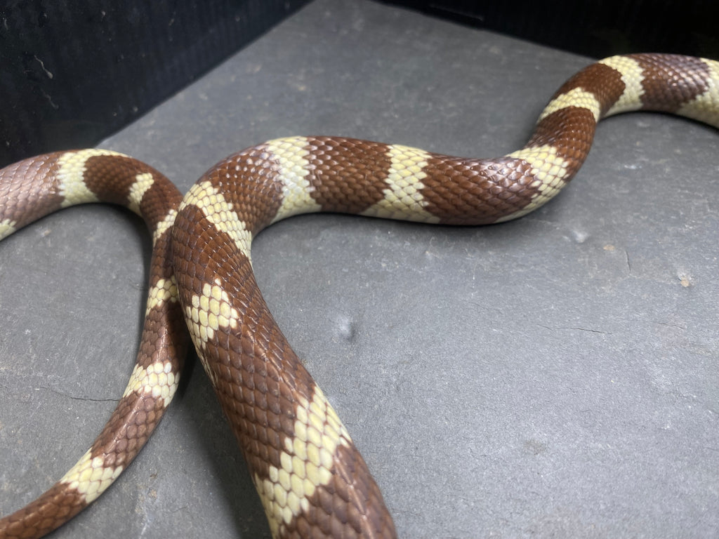 CALIFORNIA KING SNAKE
