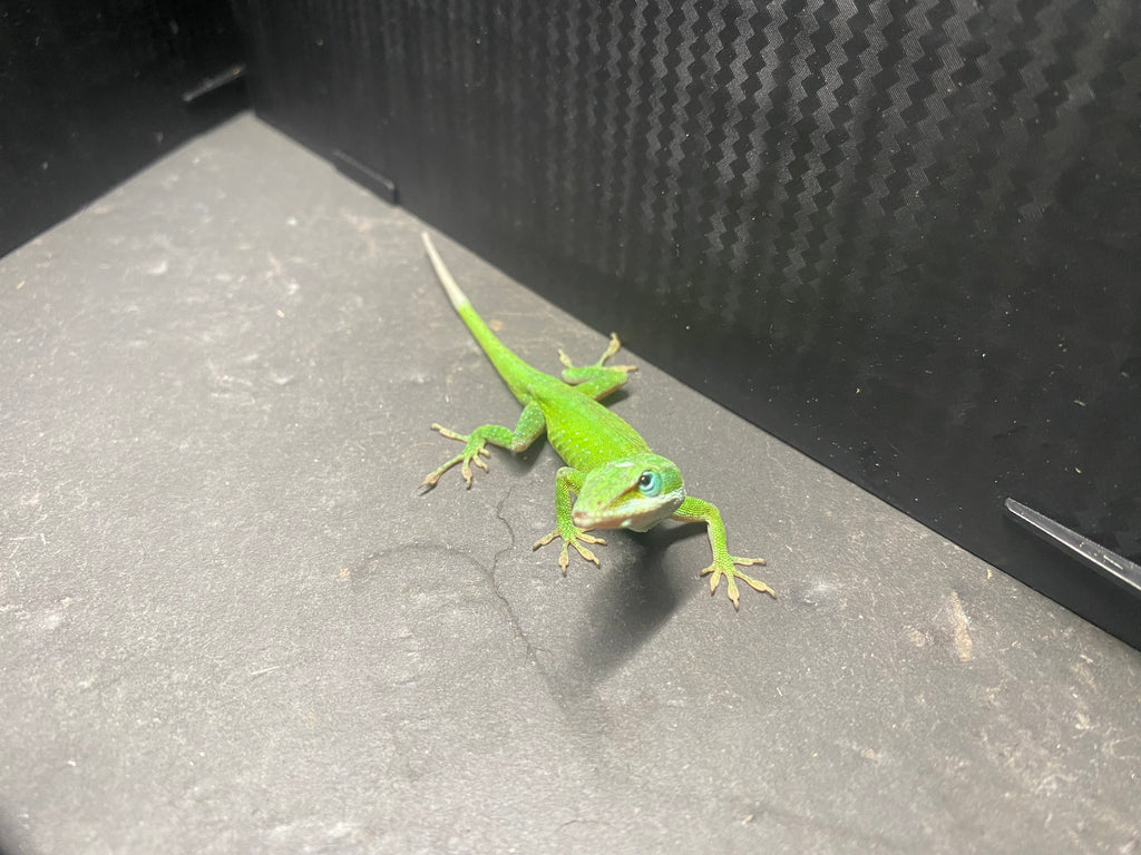 GREEN ANOLE