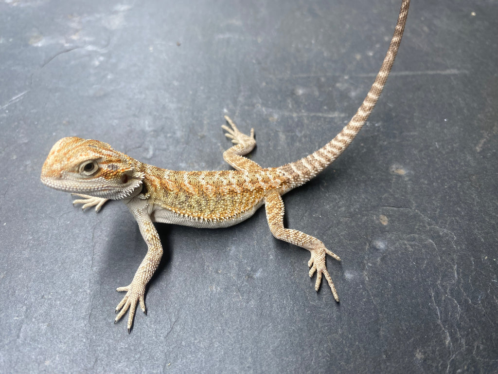 BEARDED DRAGON (010)