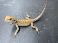 BEARDED DRAGON (010)