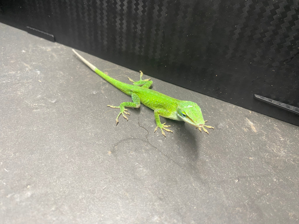 GREEN ANOLE