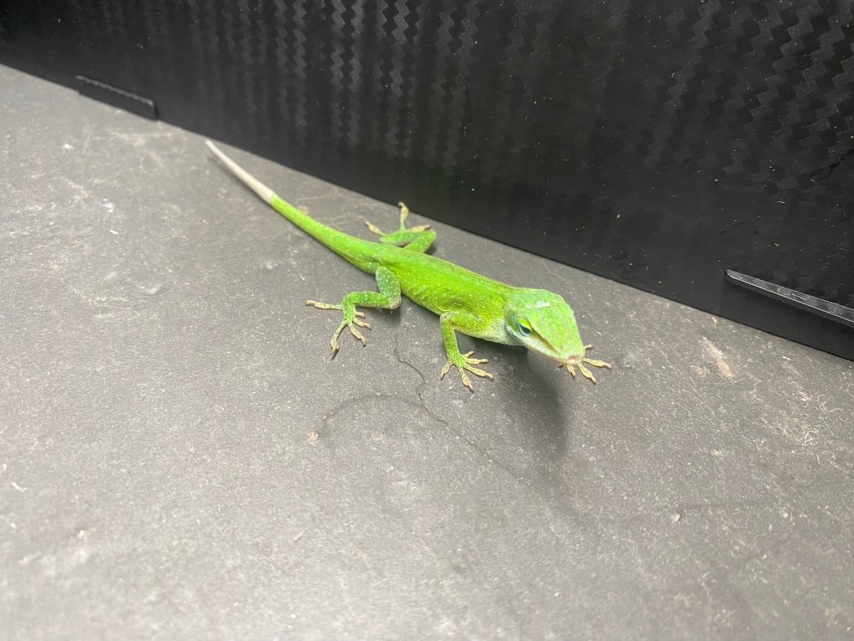 GREEN ANOLE