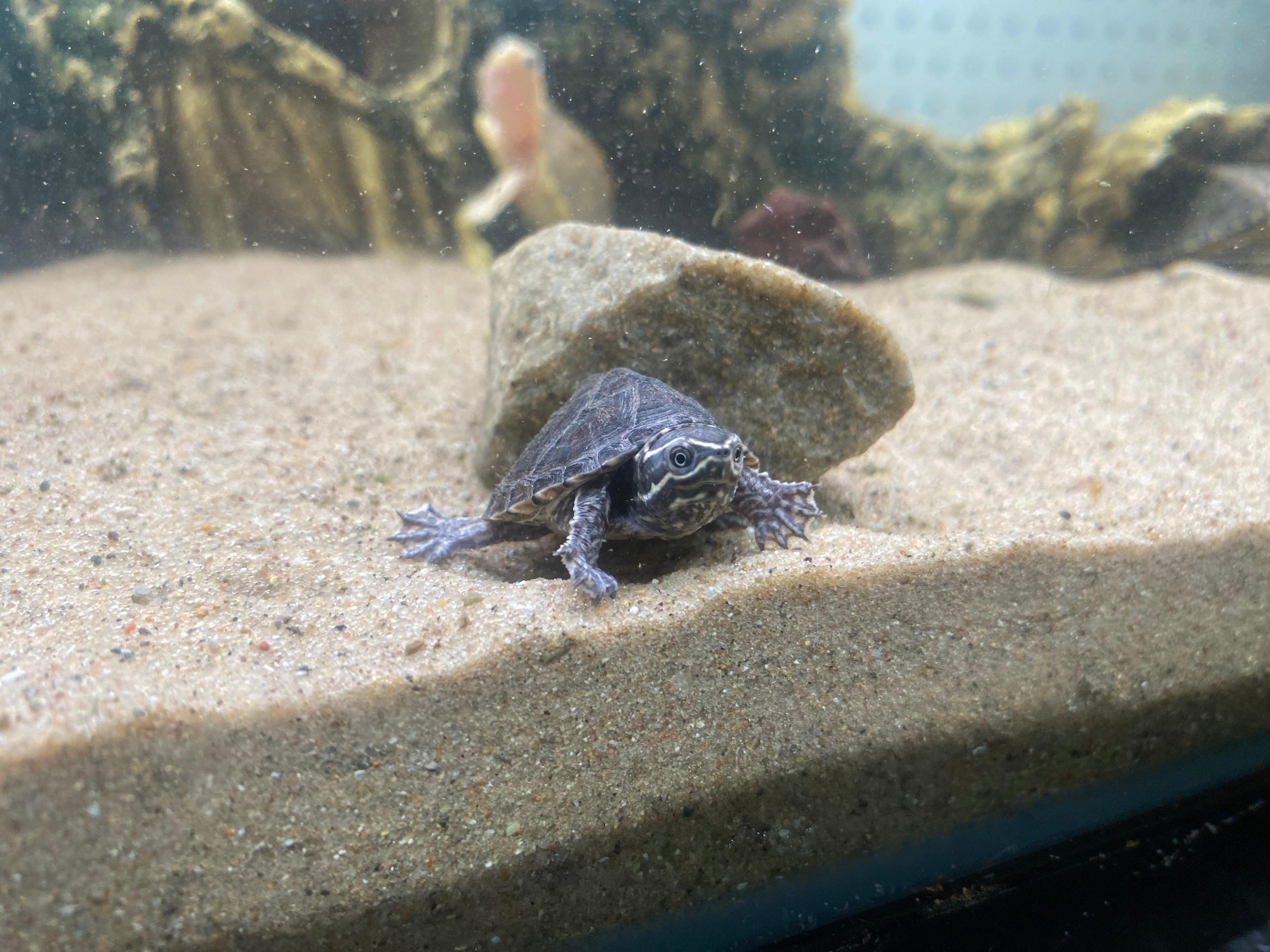 STINKPOT MUSK TURTLE