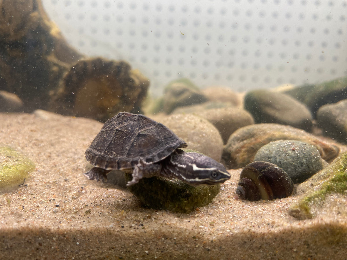 STINKPOT MUSK TURTLE