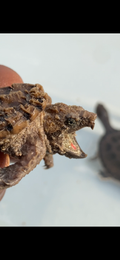 ALLIGATOR SNAPPING TURTLE