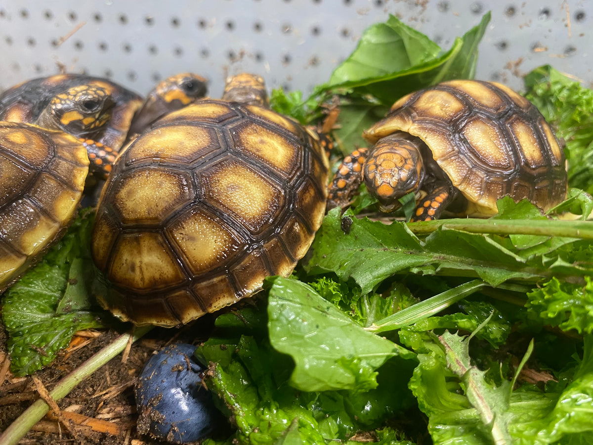 CHERRY HEAD RED-FOOTED TORTOISE