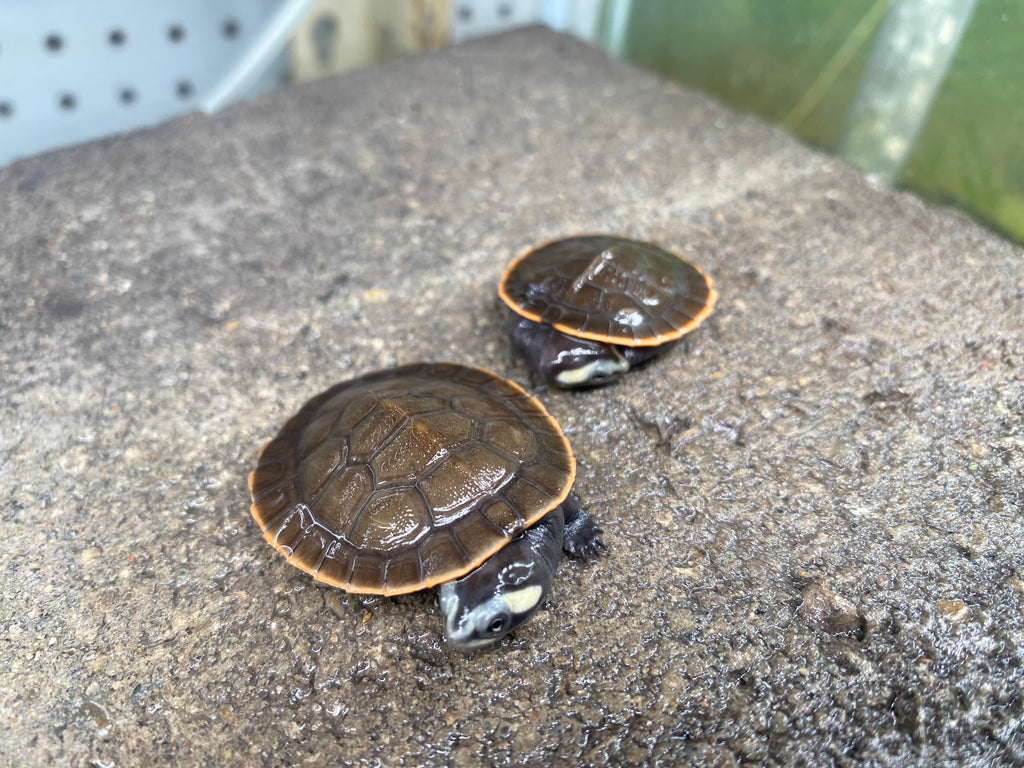 PINK BELLY SIDE-NECK TURTLE