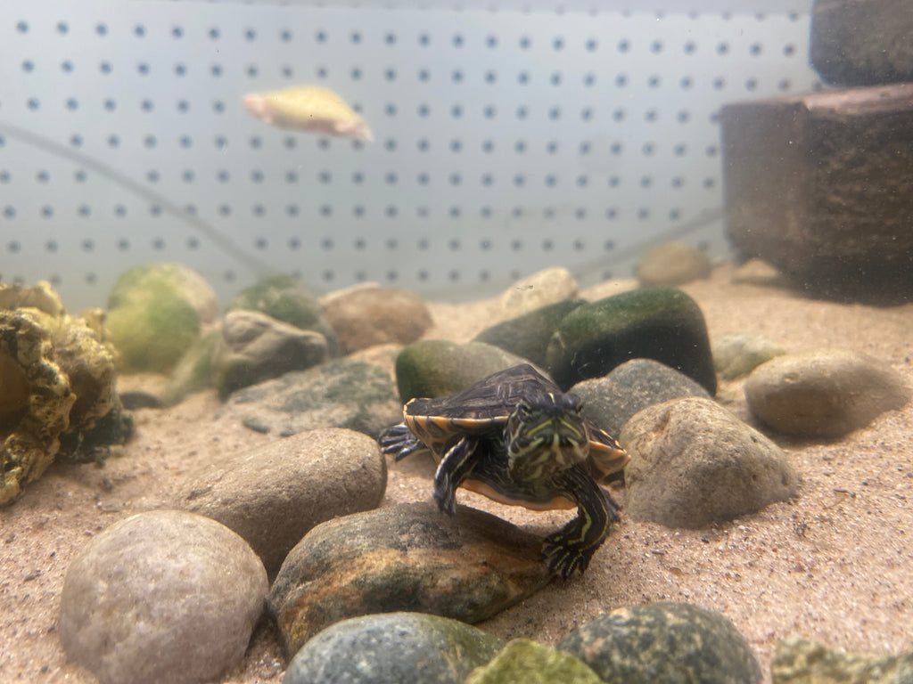 WESTERN PAINTED TURTLE